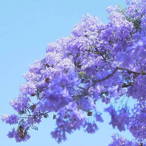 Jacaranda-mimosifolia-Jacaranda-Seeds