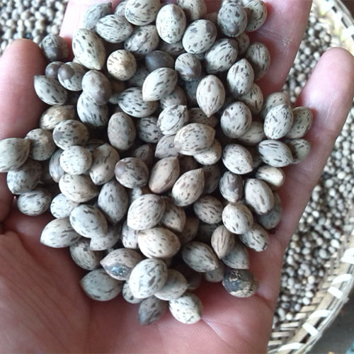 Machilus-yunnanensis-Phoebe-yunnanensis-Seeds