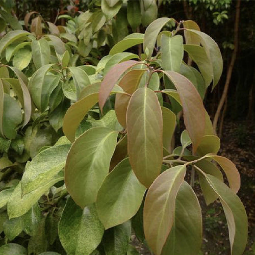 Machilus-yunnanensis-Phoebe-yunnanensis-Seeds
