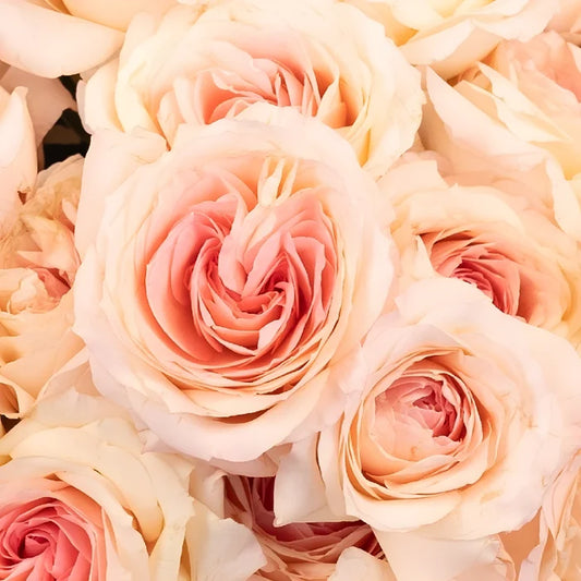 Cabbage Rose Shell Pink Close Up - Image