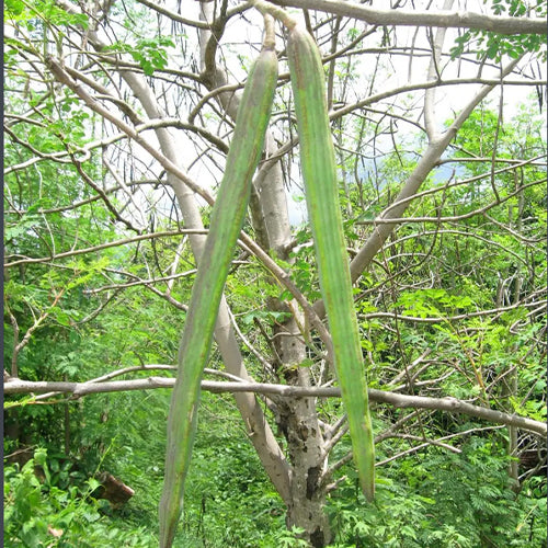 Moringa oleifera & Moringa Seeds