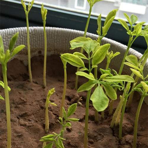 Moringa oleifera & Moringa Seeds