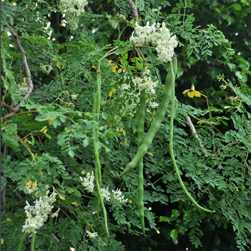 Moringa oleifera & Moringa Seeds