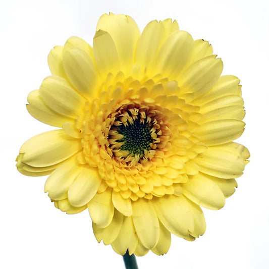 Ophir Yellow Mini Gerber Daisies
