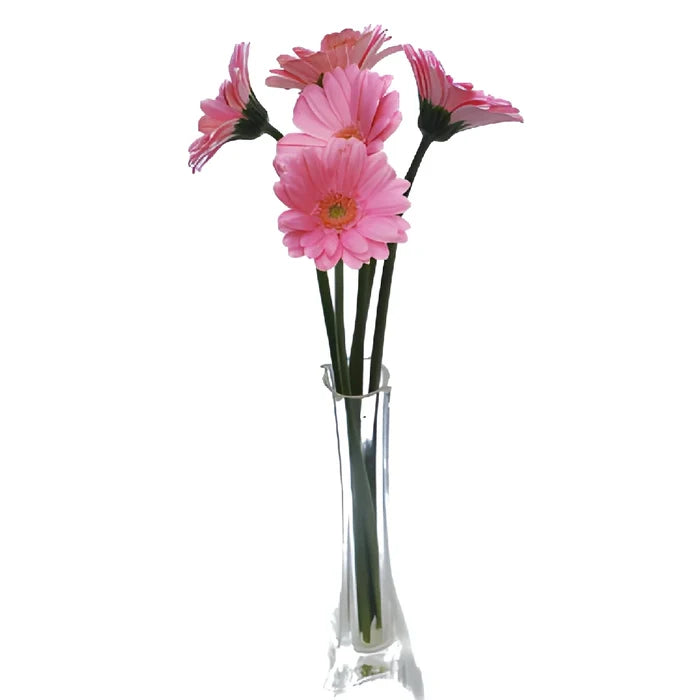 Peter Pan Pink Mini Gerbera Daisies