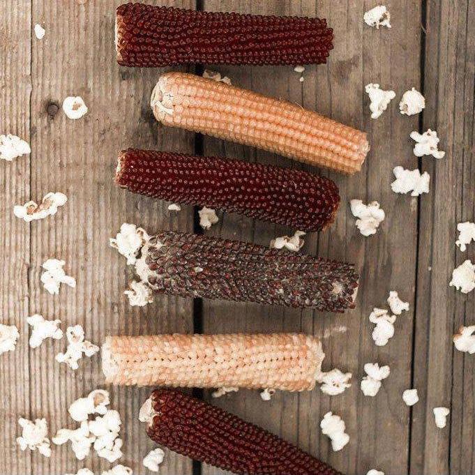 Petersen Family Farm - Popcorn on the Cob (Burlap)