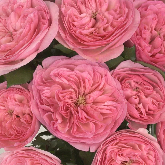 Garden Rose Pink Flower Maria Theresia Close Up - Image