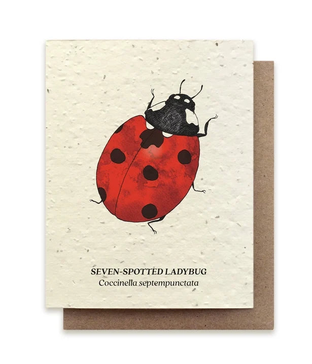 Ladybug