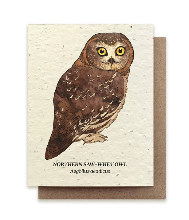 Owl