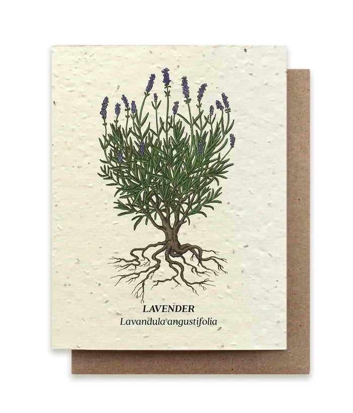 Lavender