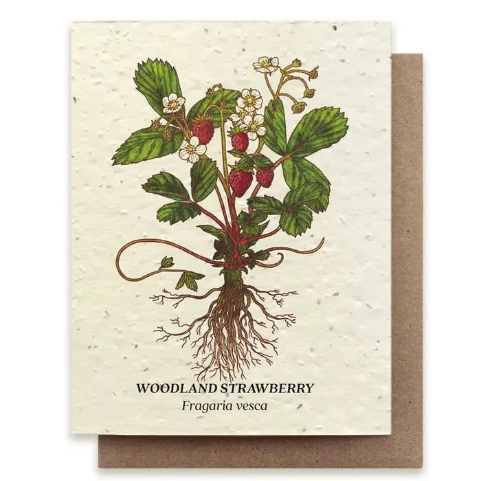 Woodland Strawberry
