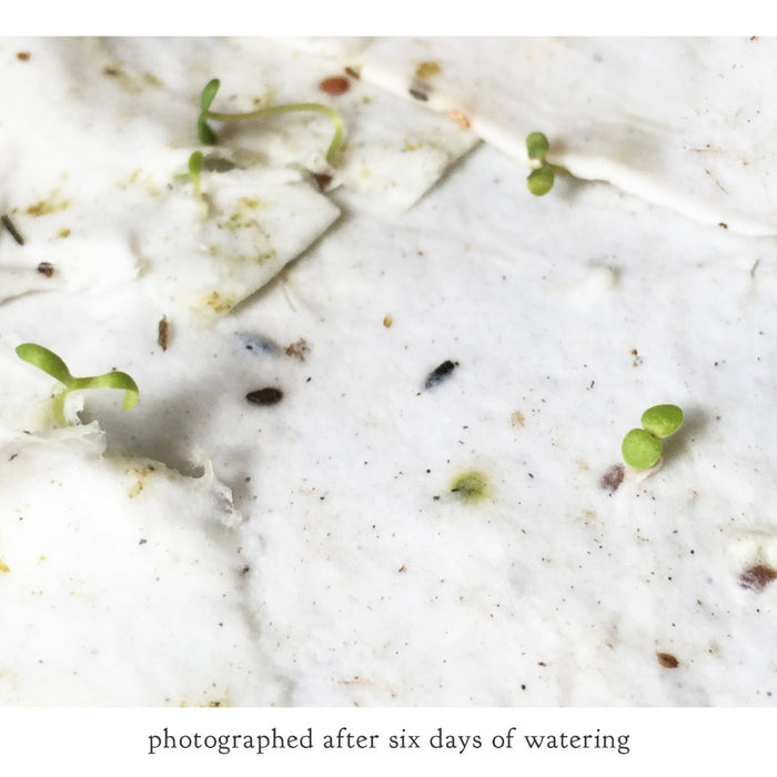 Plantable Wildflower Seed Cards