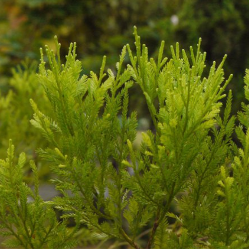 Podocarpus imbricatus & Pineapple Seeds
