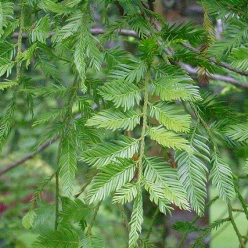 Podocarpus imbricatus & Pineapple Seeds