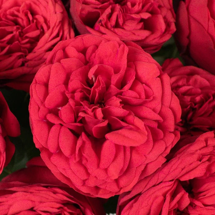 Red Piano Garden Roses Up Close