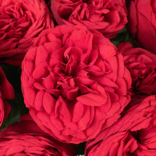 Red Piano Garden Roses Up Close
