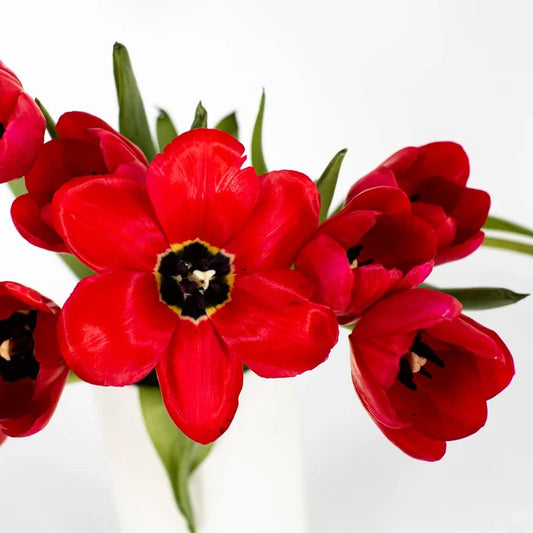 Il de France Red Tulips Wholesale Flower Bunch