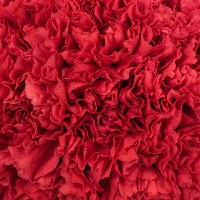 Red Carnations Flower Up Close