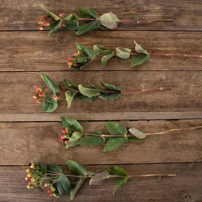 Red hypericum berry bulk wedding flower