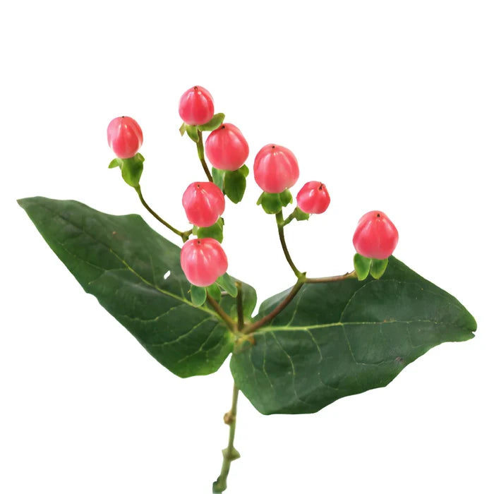 Red Rose Designer Hypericum Berries