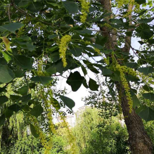Sapium sebiferum & Chinese tallow Seeds