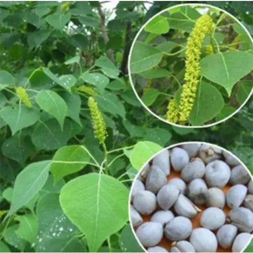 Sapium sebiferum & Chinese tallow Seeds