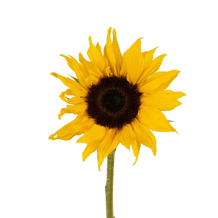 Small Sunflowers Stem - Image