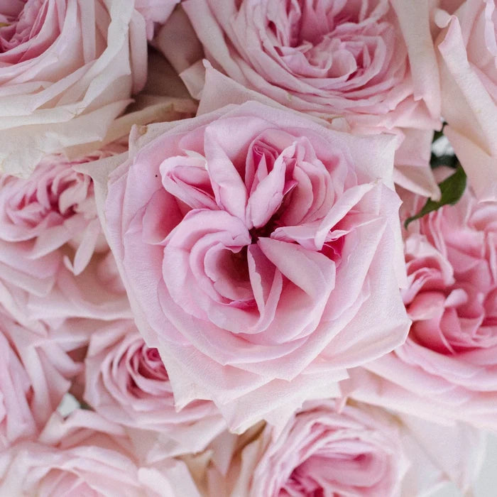 Garden Rose Soft Pink Ohara Close Up - Image