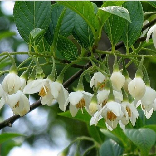 Styrax-grandiflora-Jasmine-Seeds