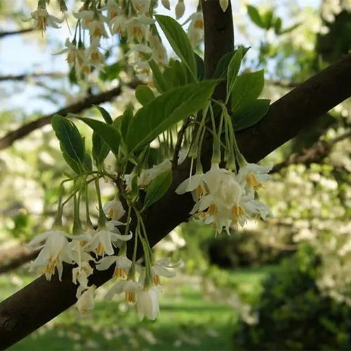 Styrax-grandiflora-Jasmine-Seeds