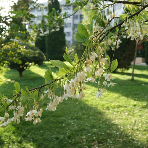 Styrax-grandiflora-Jasmine-Seeds