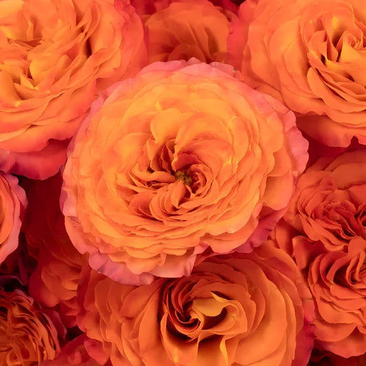 Garden Rose Sunset Blend Close Up - Image