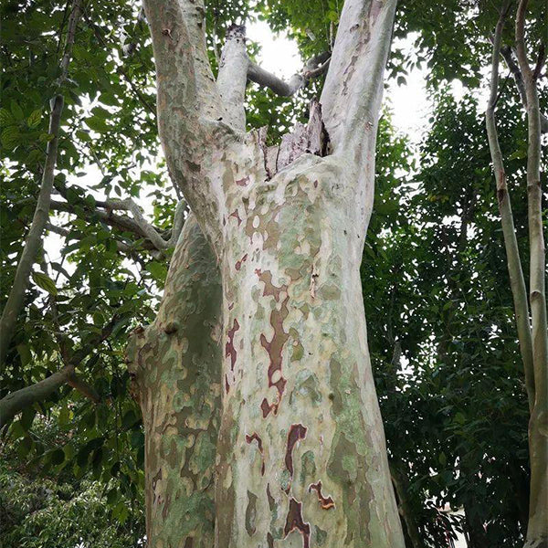 Swida wilsoniana & Ghost dogwood Seeds