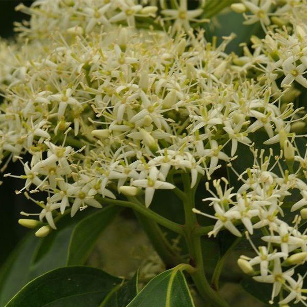 Swida wilsoniana & Ghost dogwood Seeds
