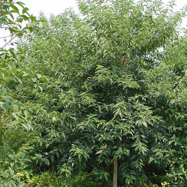 Swida wilsoniana & Ghost dogwood Seeds