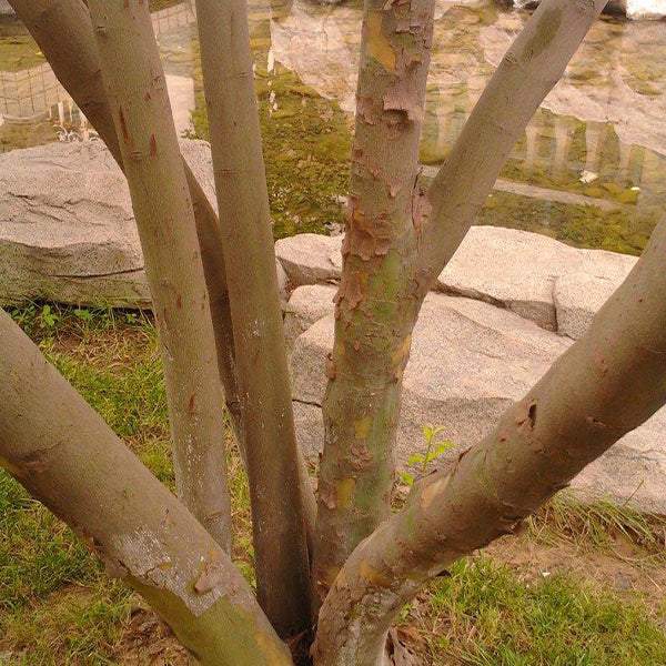 Swida wilsoniana & Ghost dogwood Seeds