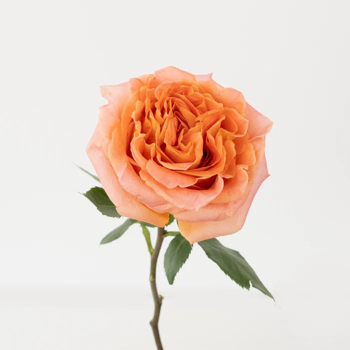 Apricot Blend Garden Rose Stem - Image