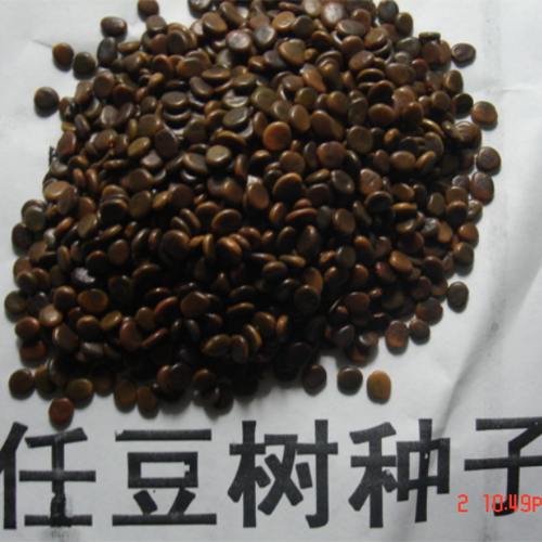 Zenia insignis Seeds 第 2 个媒体（共 3 个）